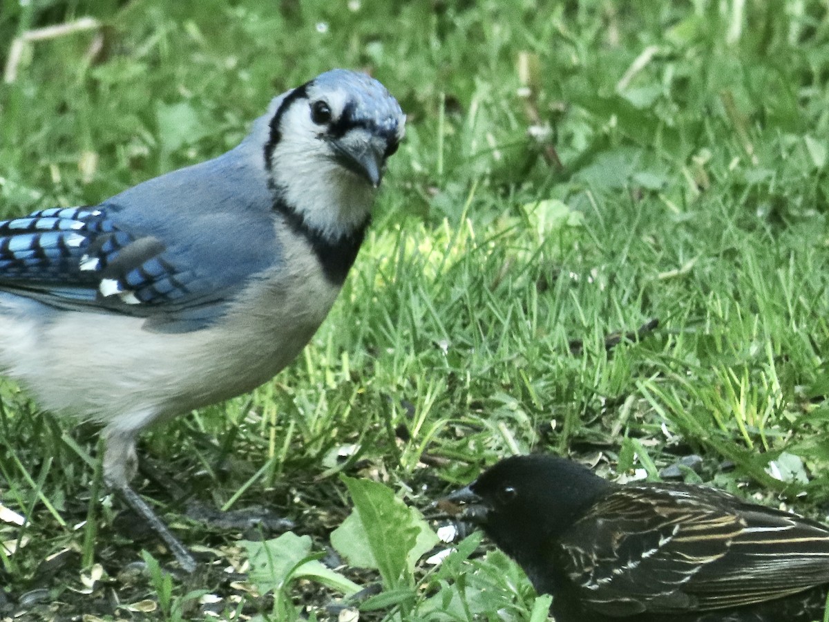 Blue Jay - ML637518827