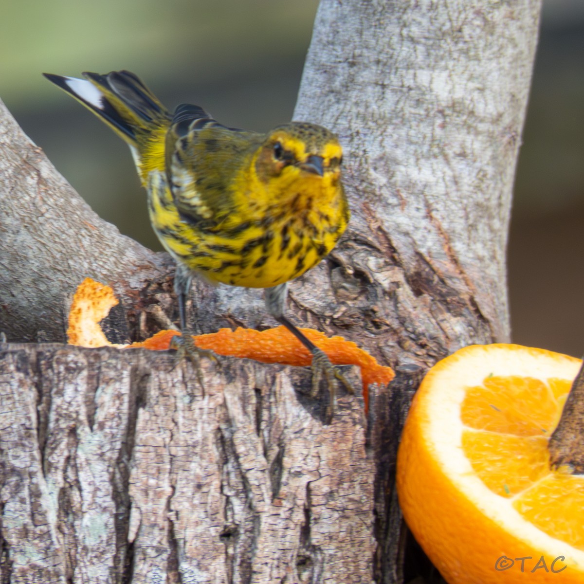 Cape May Warbler - ML637518833