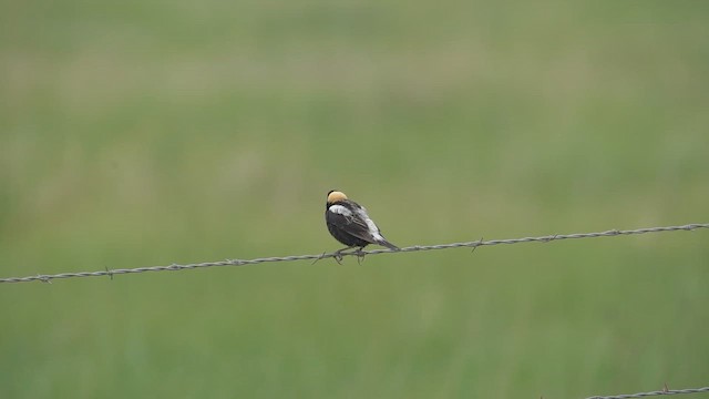 Bobolink - ML637518896