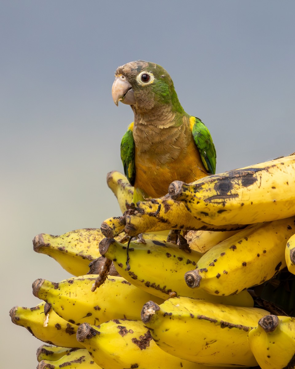 Cactus Parakeet - ML637518908