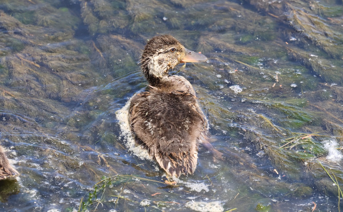 Canard colvert - ML637518952