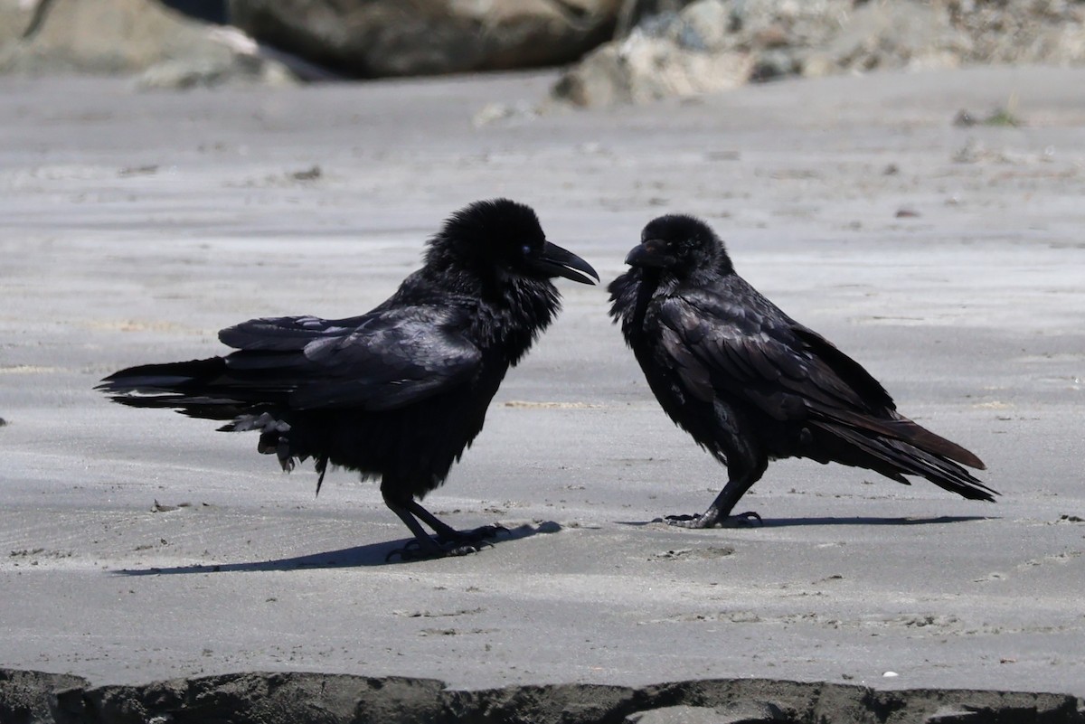 Common Raven - ML637518971