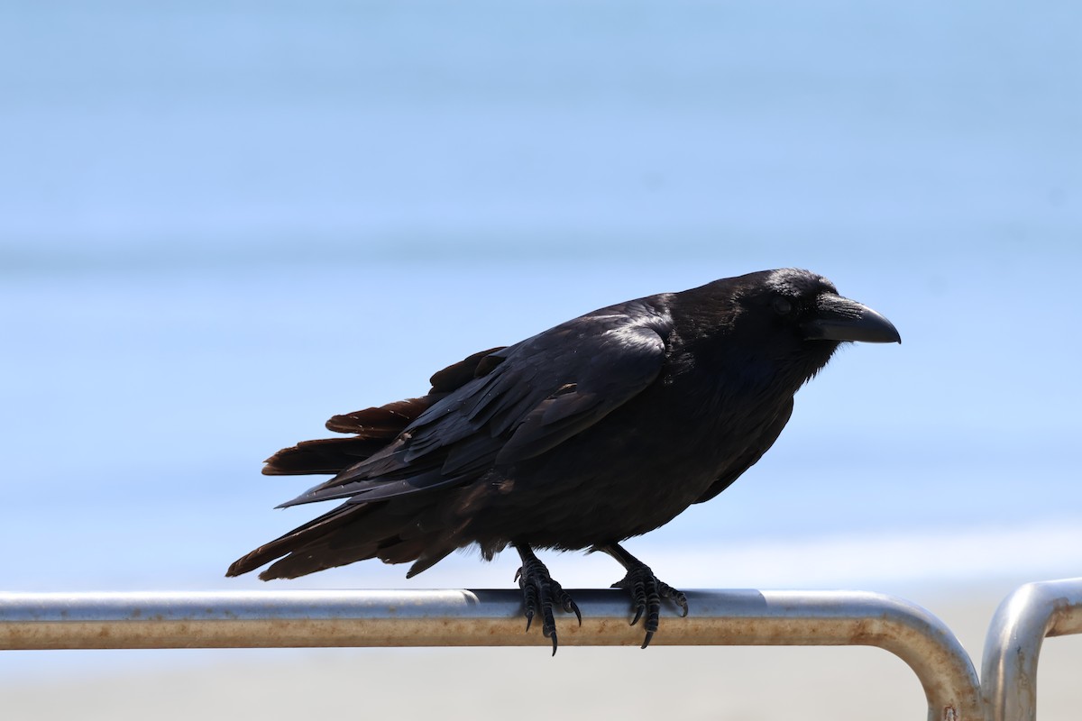 Common Raven - ML637518972