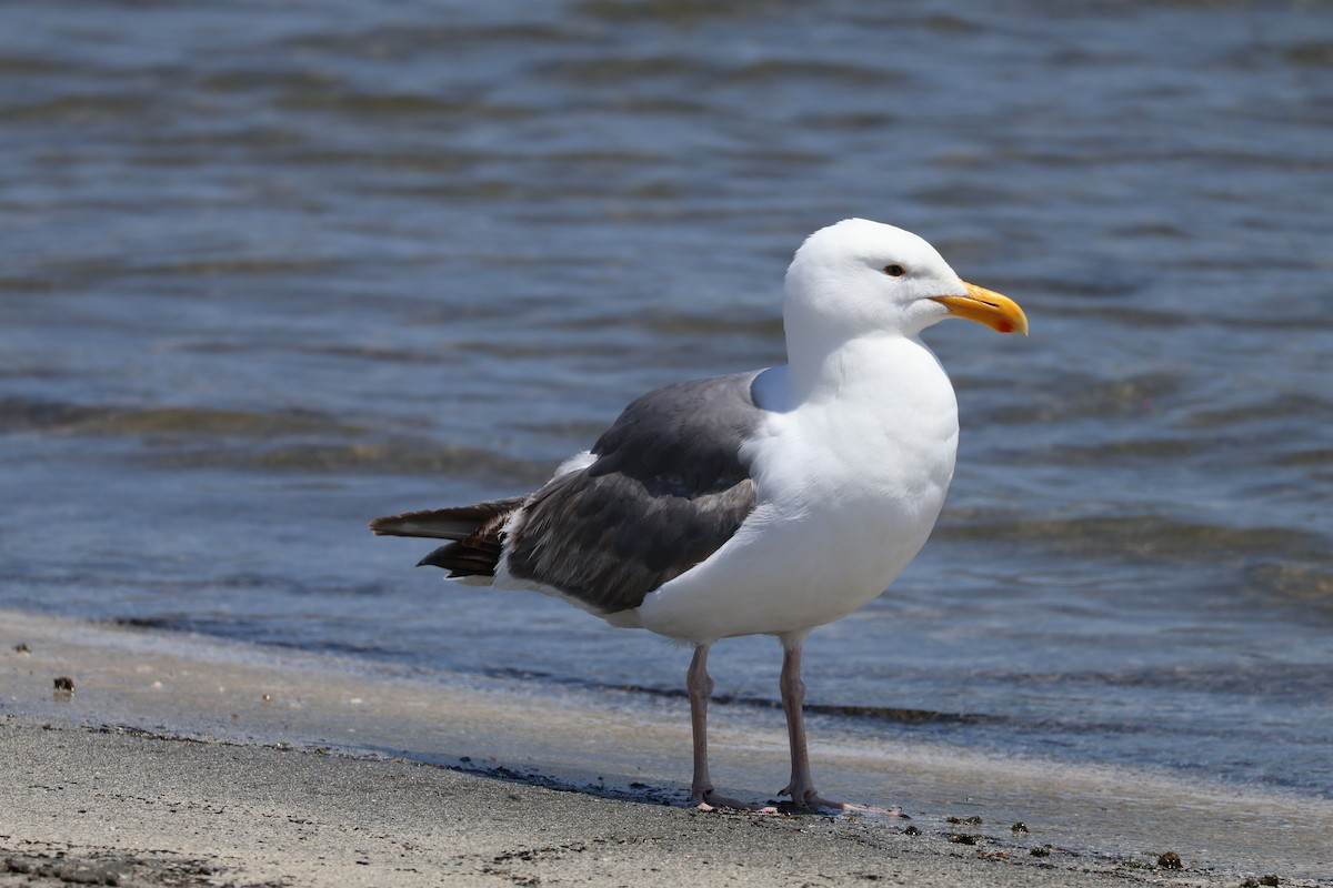 Western Gull - ML637518980