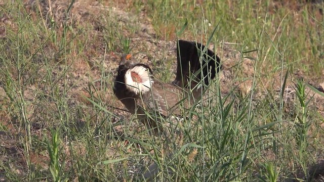 Dusky Grouse - ML637519052