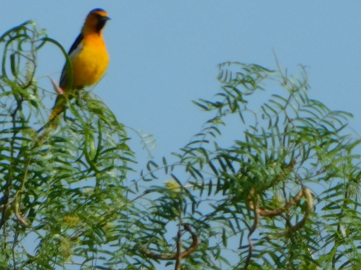 Bullock's Oriole - ML637519059