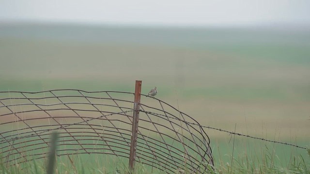 Savannah Sparrow - ML637519060