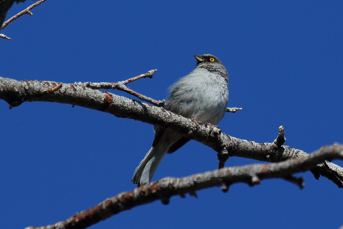 Yellow-eyed Junco - ML637519090