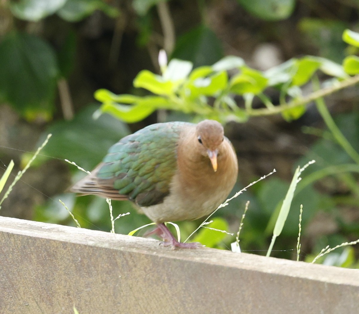 Pacific Emerald Dove - ML637519095