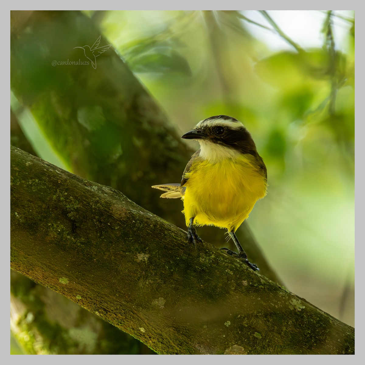 Social Flycatcher - ML637519100