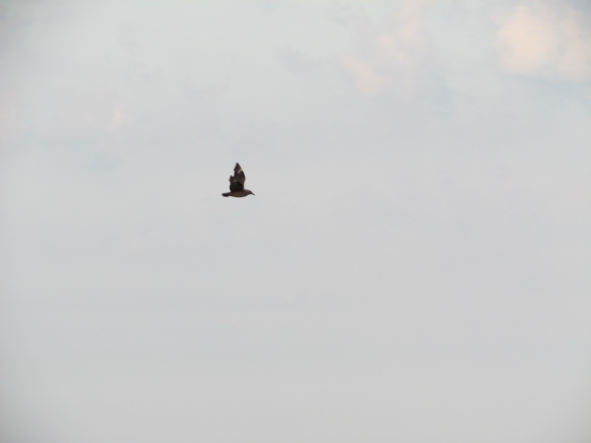 South Polar Skua - ML637519121