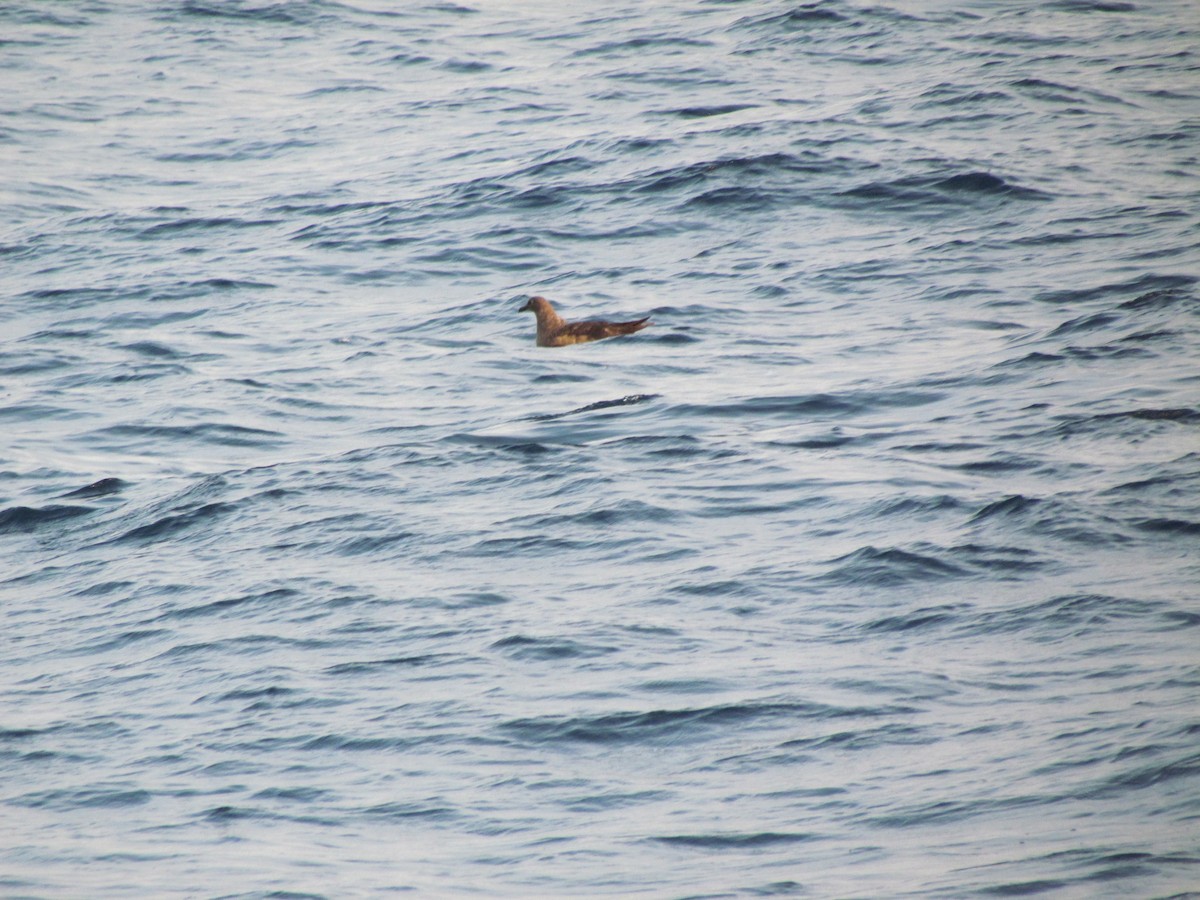 South Polar Skua - ML637519122