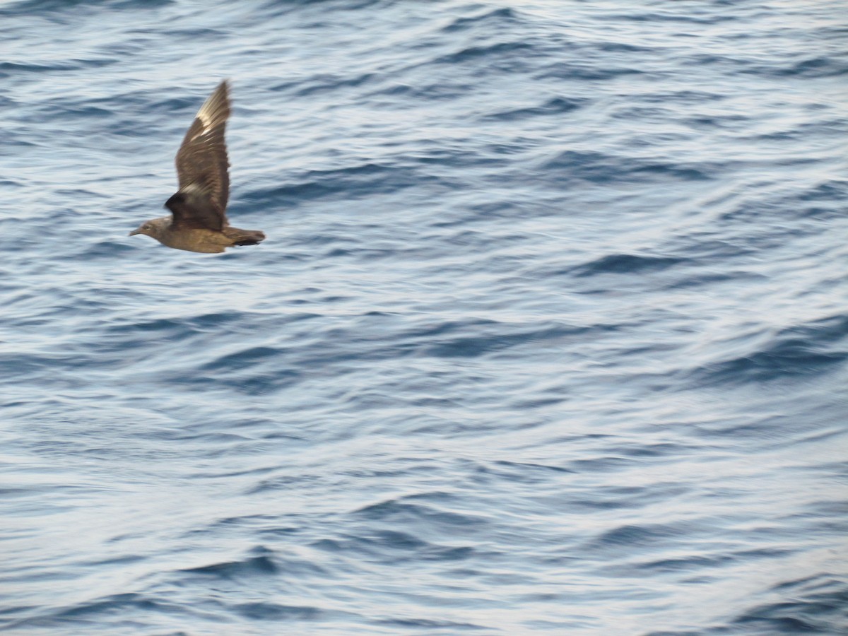 South Polar Skua - ML637519123