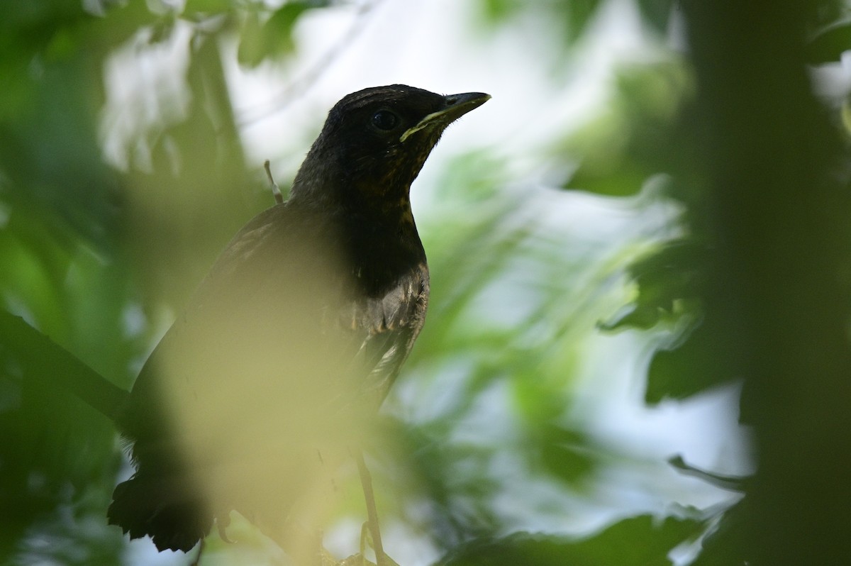 Eurasian Blackbird - ML637519131