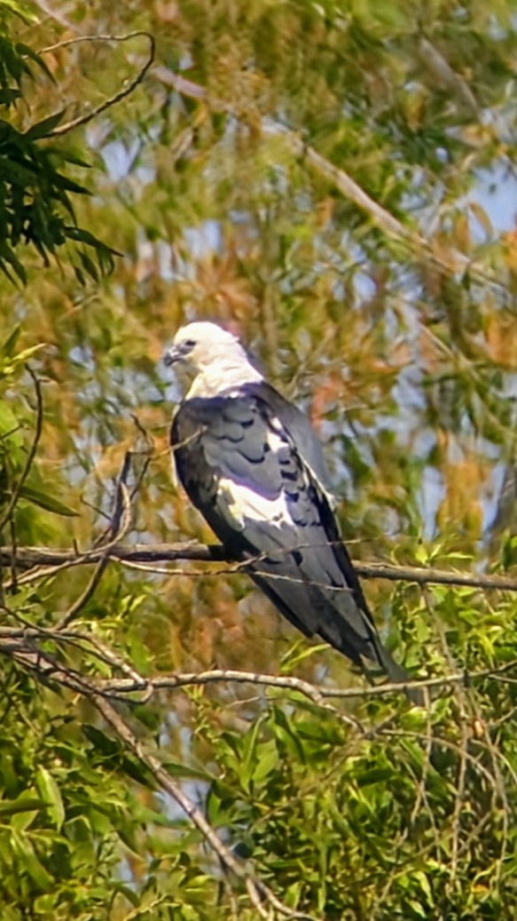 Swallow-tailed Kite - ML637519150
