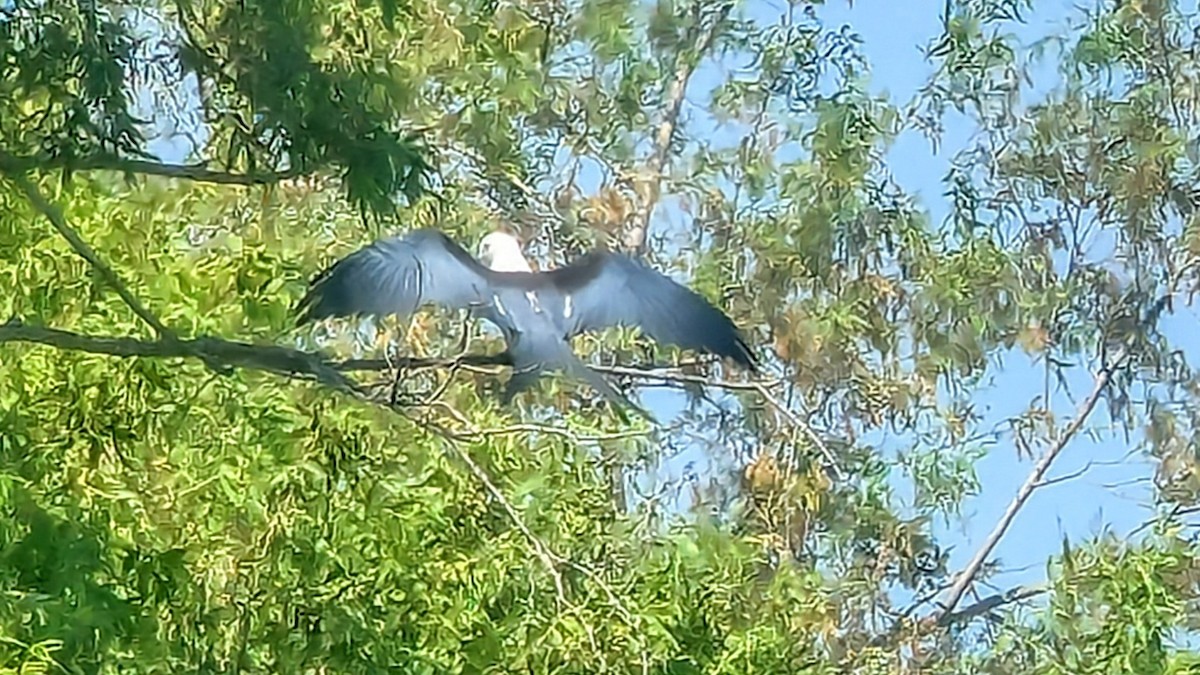 Swallow-tailed Kite - ML637519157