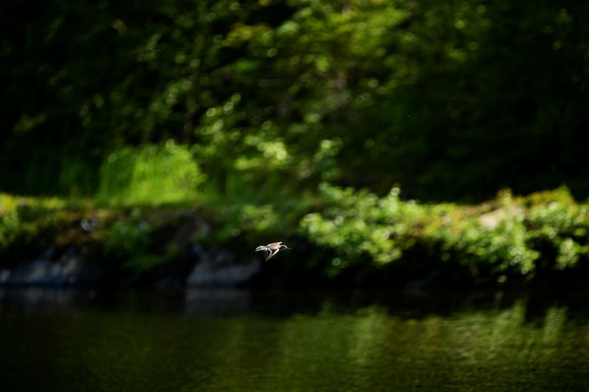 Common Sandpiper - ML637519200