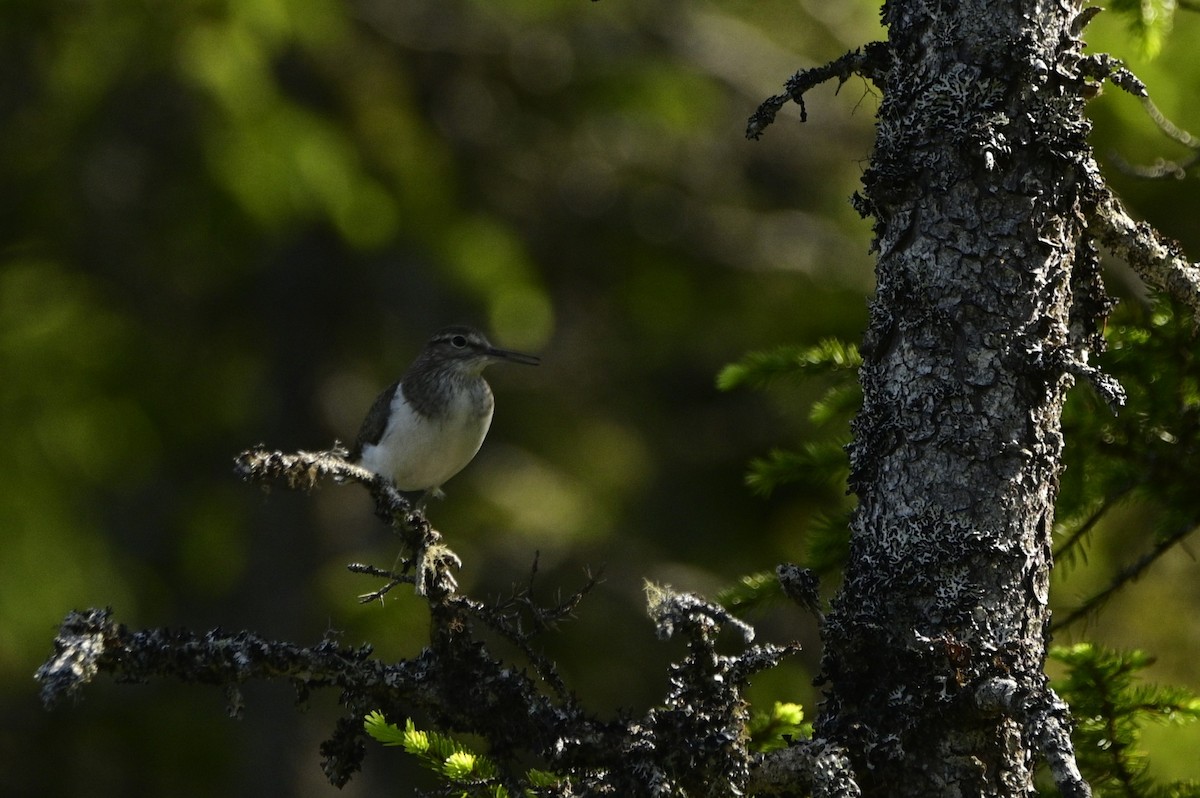 Common Sandpiper - ML637519201
