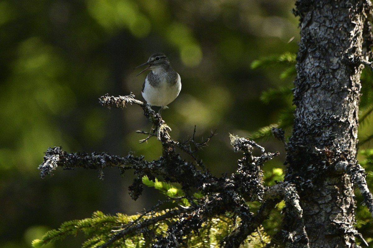 Common Sandpiper - ML637519203