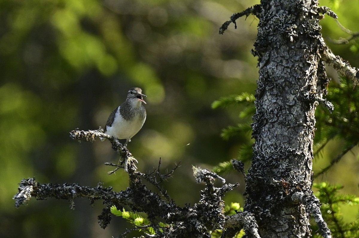 Common Sandpiper - ML637519204