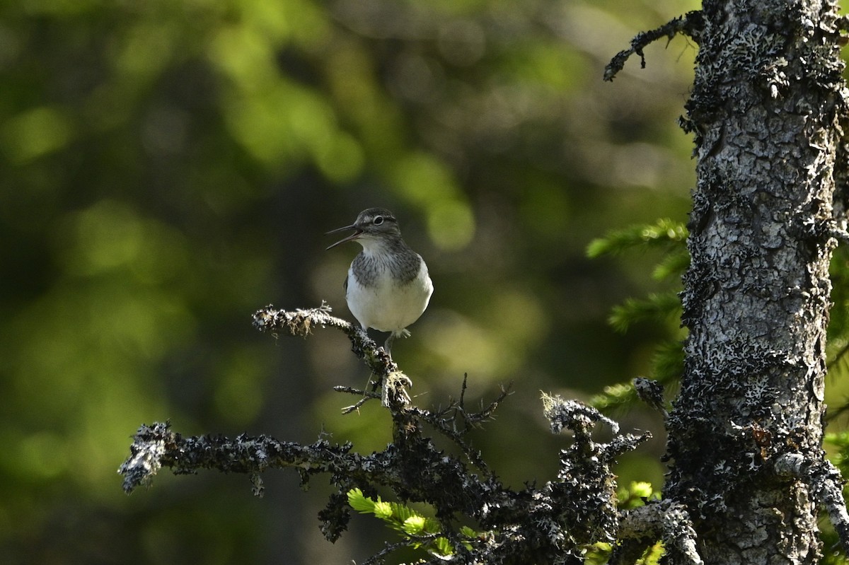 Common Sandpiper - ML637519205
