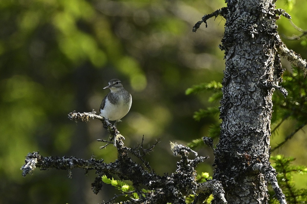 Common Sandpiper - ML637519206