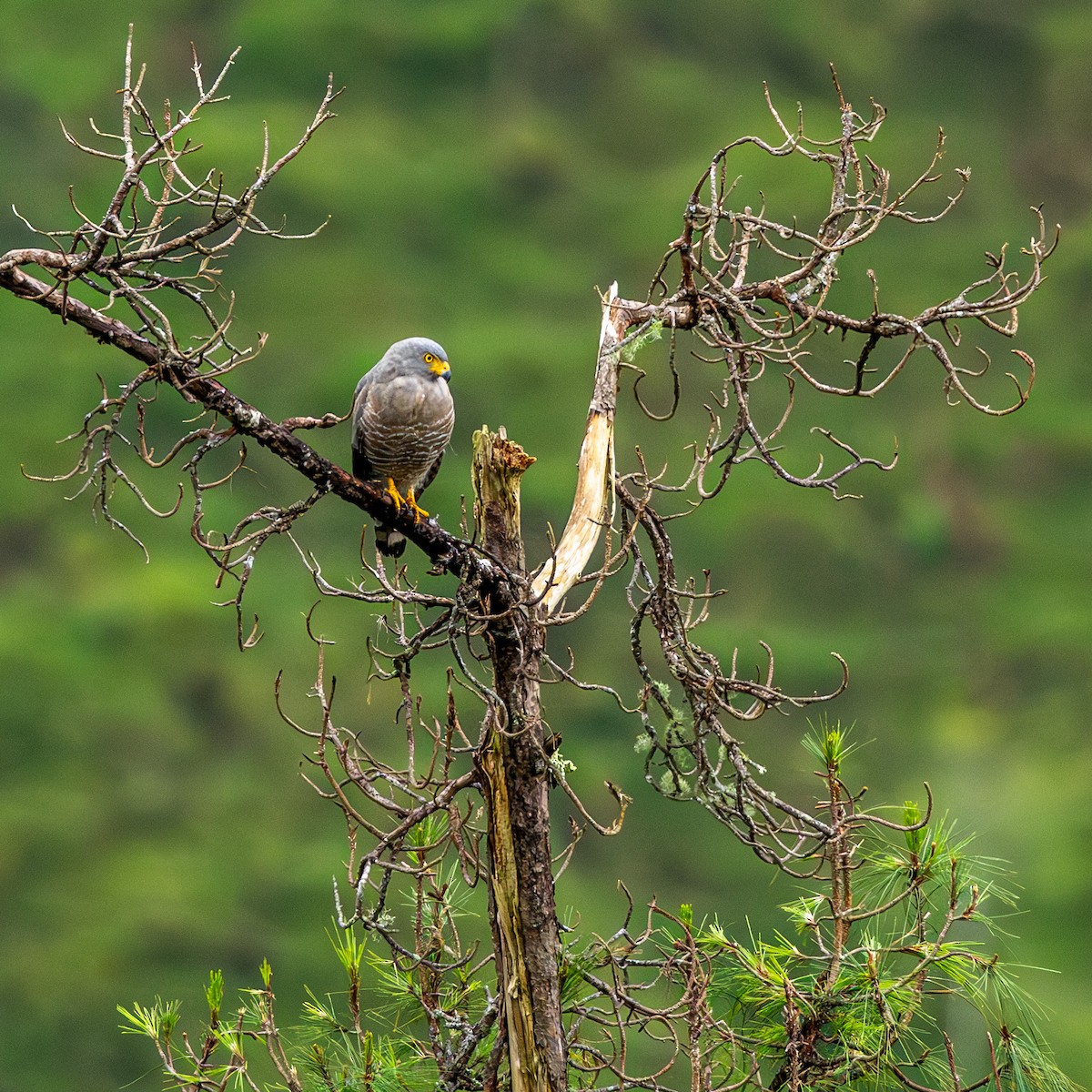 Roadside Hawk - ML637519221