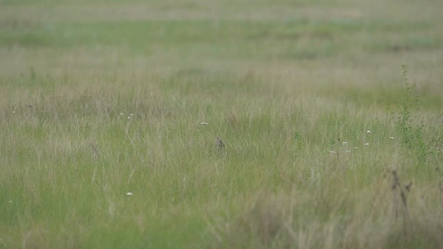 Baird's Sparrow - ML637519253