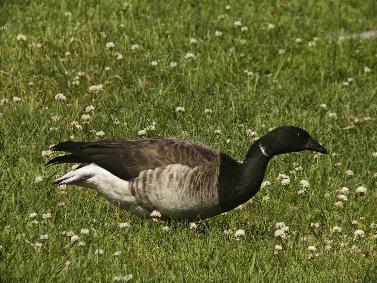 Brant - ML637519318