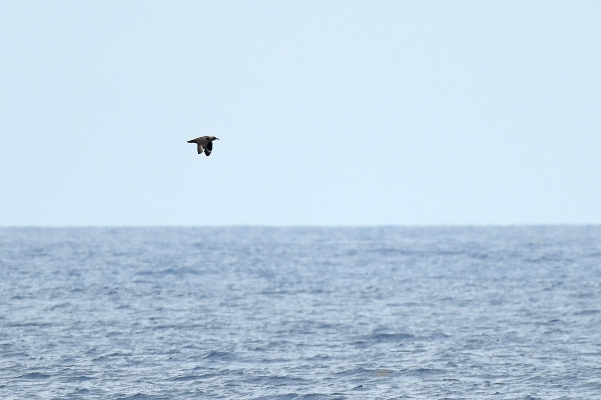 South Polar Skua - ML637519342