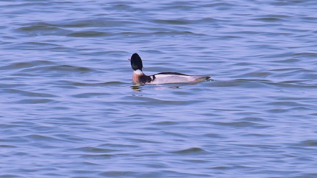 Common Merganser - ML637519383