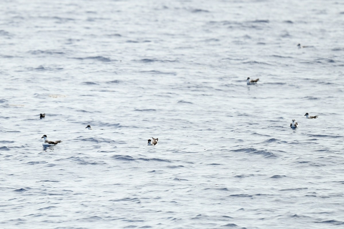 Black-capped Petrel - ML637519411