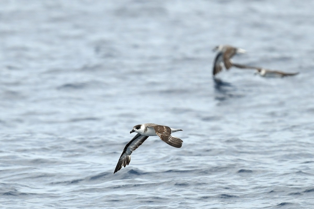 Black-capped Petrel - ML637519423
