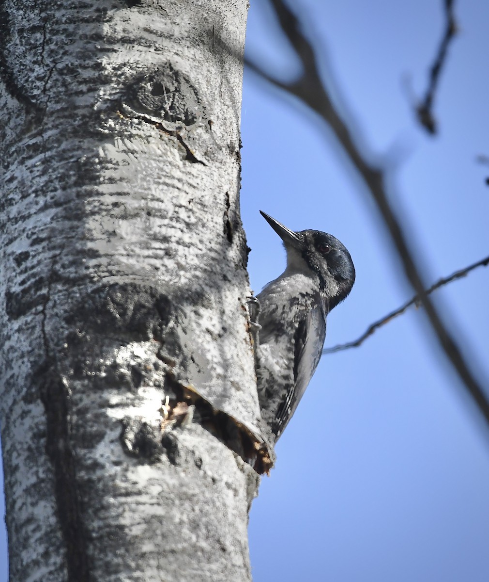 Black-backed Woodpecker - ML637519468
