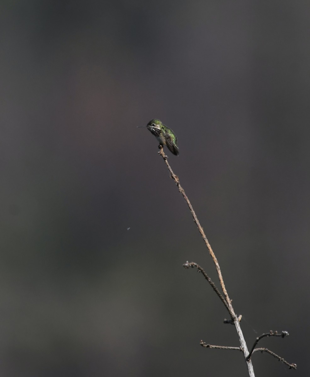 Calliope Hummingbird - ML637519482