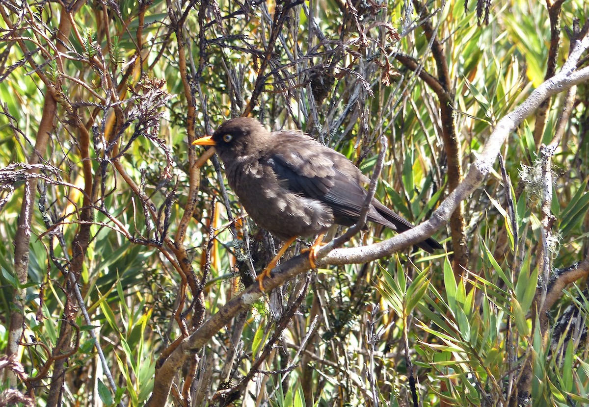 Sooty Thrush - ML637519487