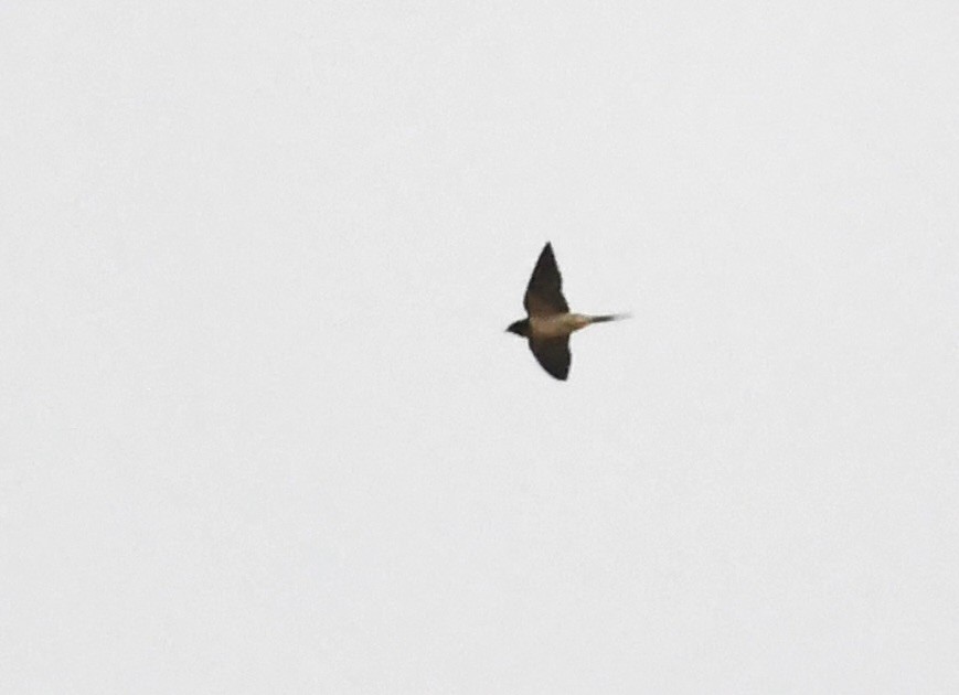 Barn Swallow (American) - ML637519489