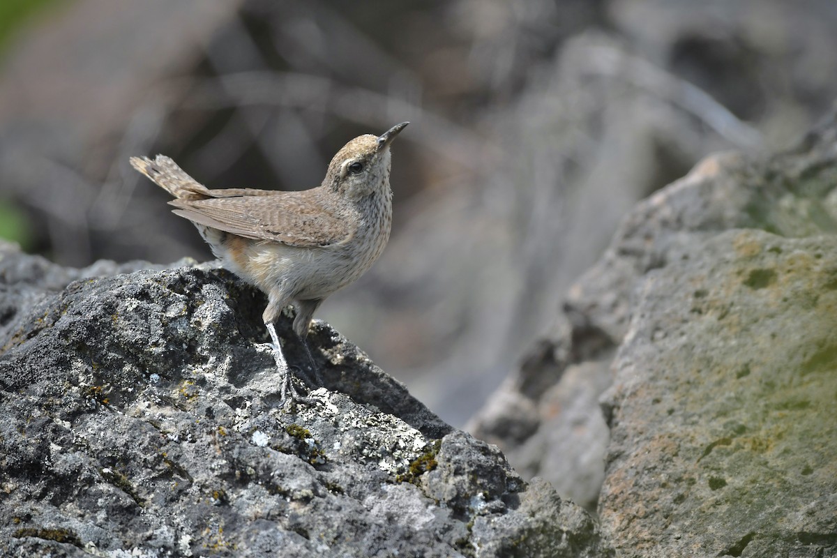 Rock Wren - ML637519507