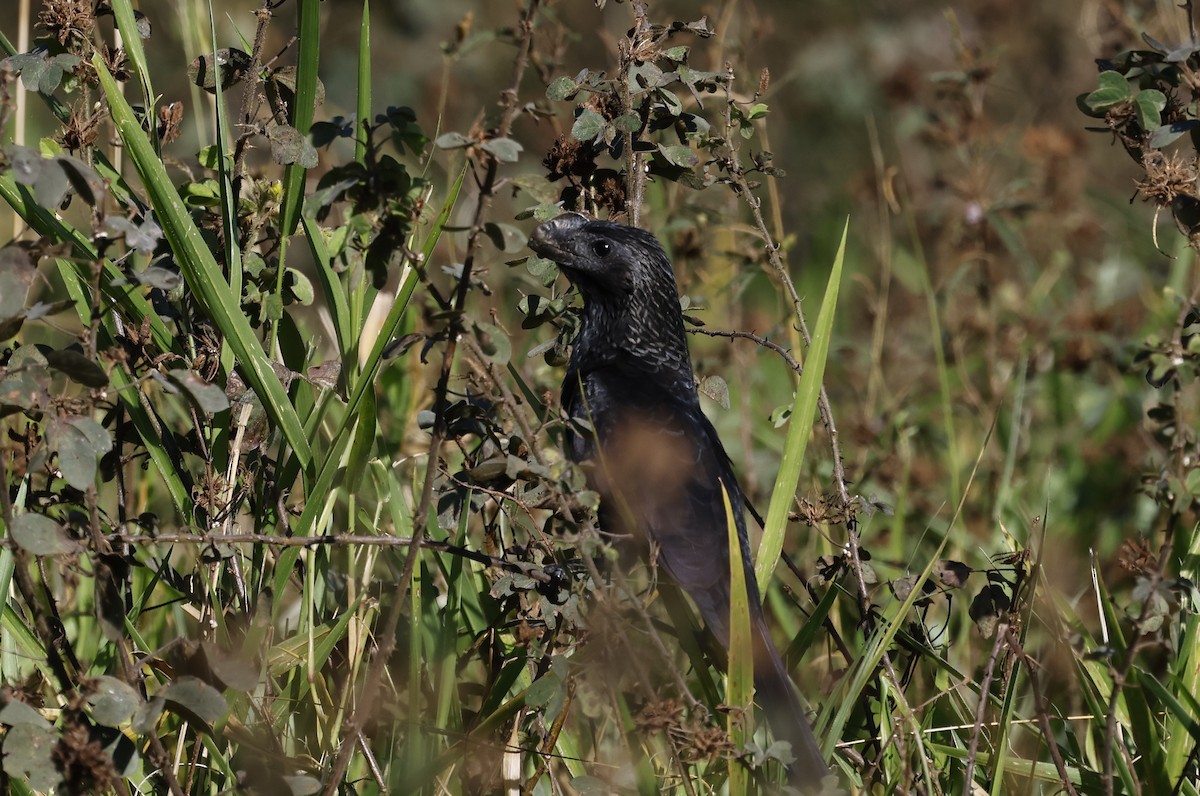 Smooth-billed Ani - ML637519522
