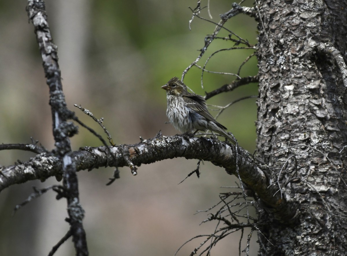 Cassin's Finch - ML637519524
