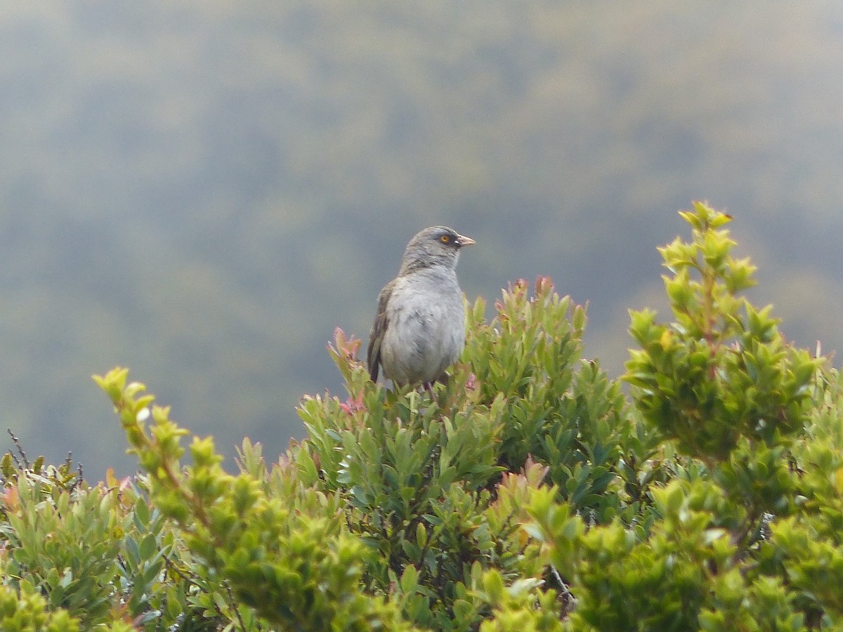 Volcano Junco - ML637519527