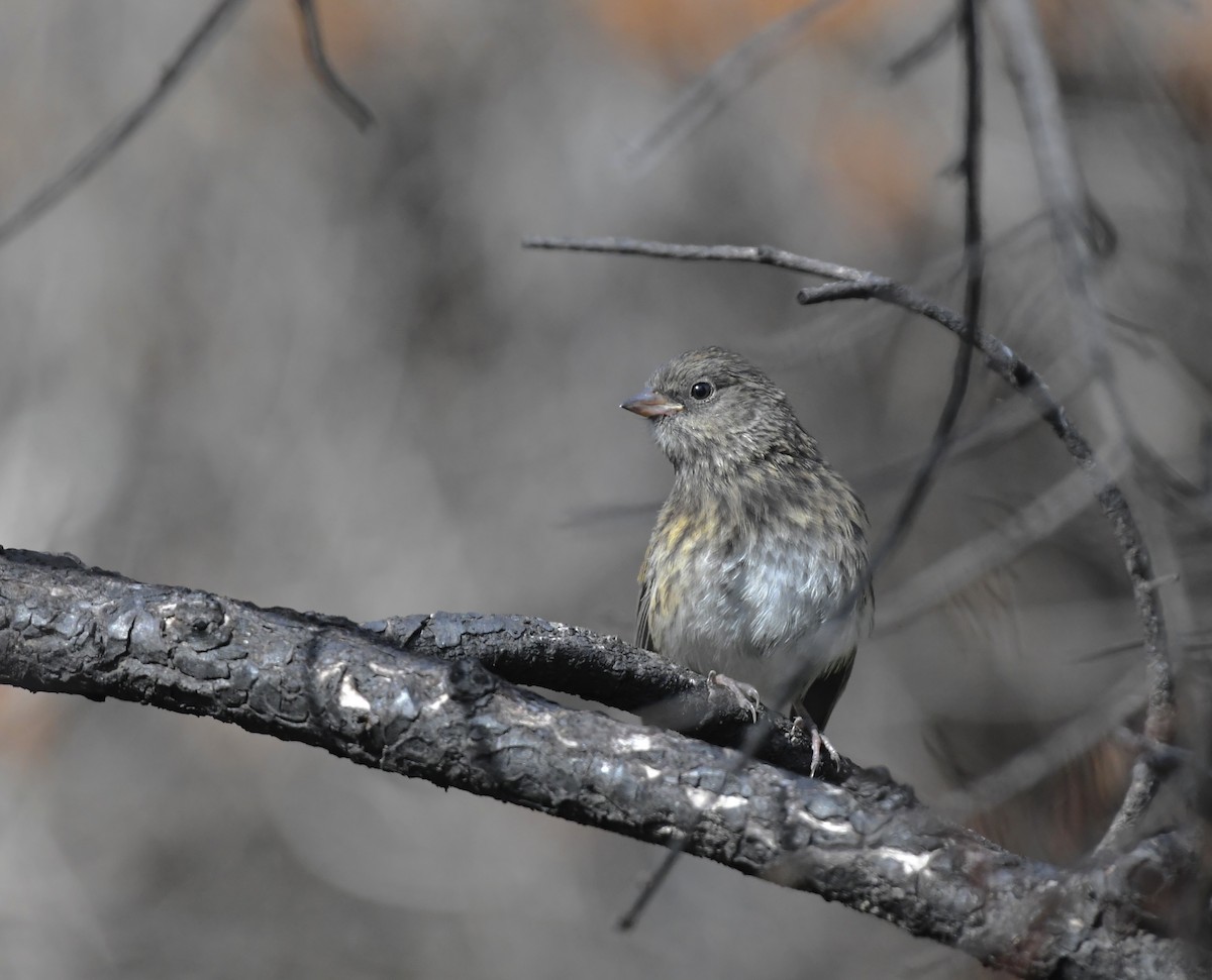 Dark-eyed Junco (Oregon) - ML637519534