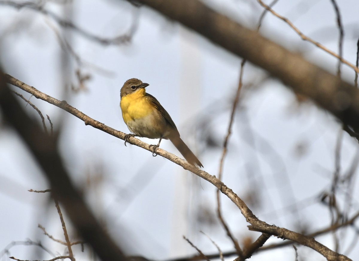 Yellow-breasted Chat - ML637519542