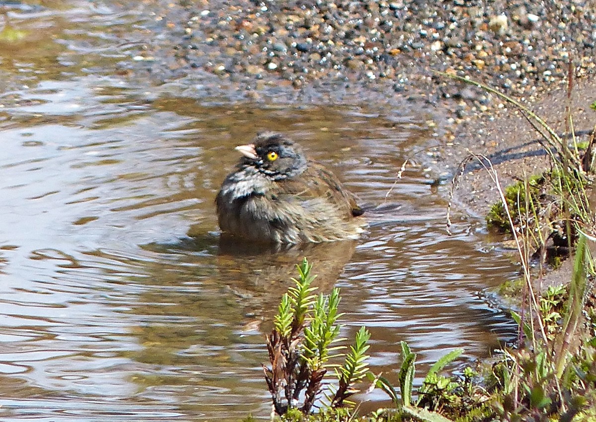 Volcano Junco - ML637519543