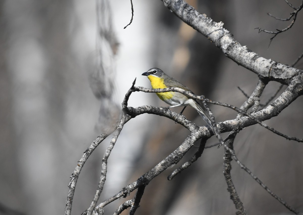 Yellow-breasted Chat - ML637519557
