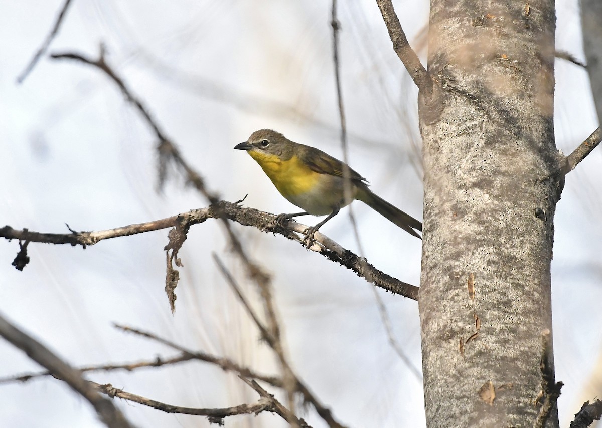 Yellow-breasted Chat - ML637519558