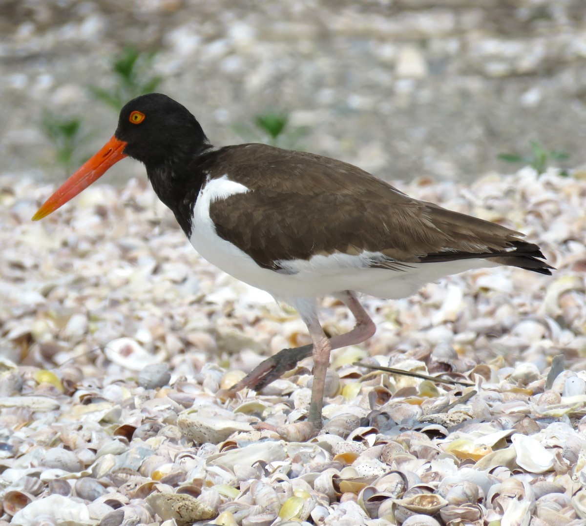 American Oystercatcher - ML637519563