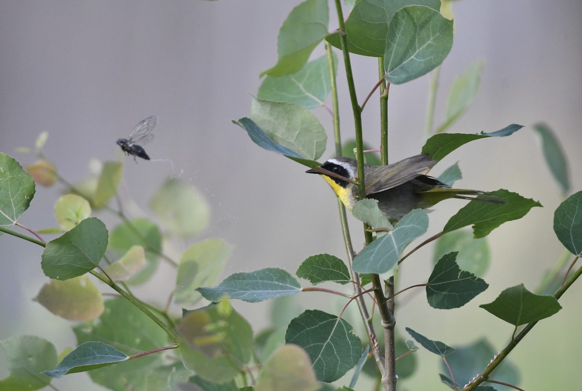 Common Yellowthroat - ML637519566