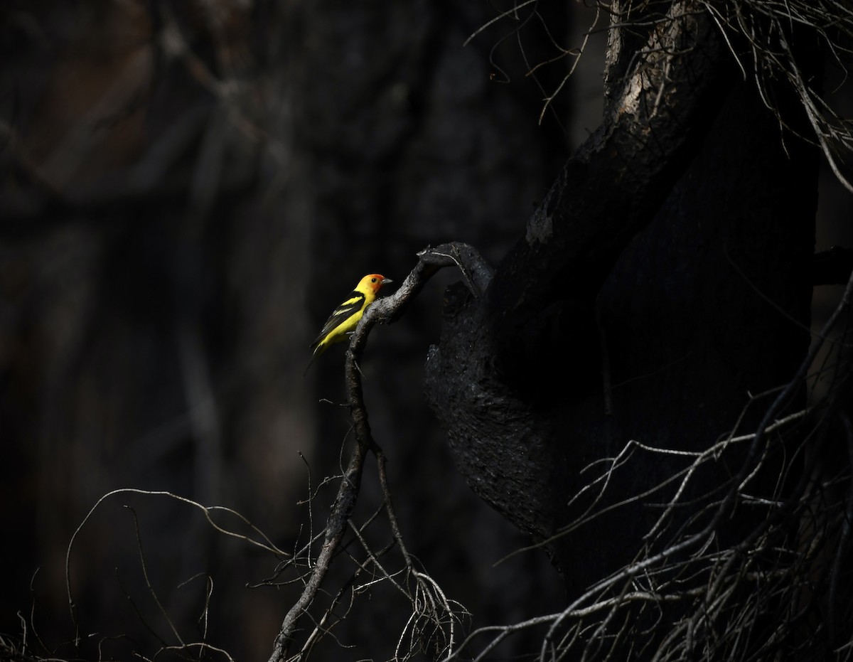 Western Tanager - ML637519577
