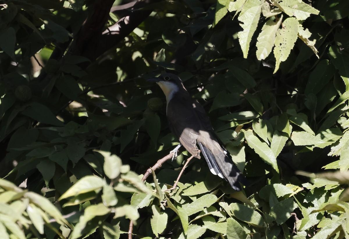 Dark-billed Cuckoo - ML637519588